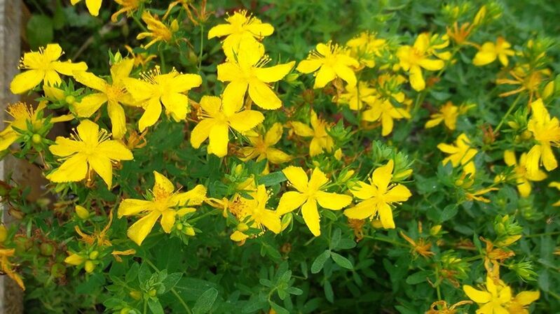 What herbs increases the male potential